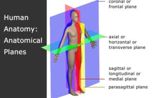 Restorative fitness anatomy planes